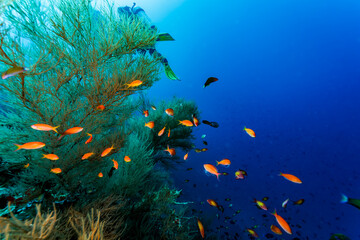 School of small colorful fish swim along coral reef © Pete Niesen Photo