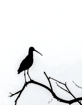 Black crow perched on bare winter branch silhouette.