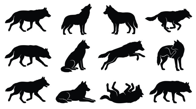Detailed black vector illustration set of wolves showing multiple dynamic poses and various canine behaviors