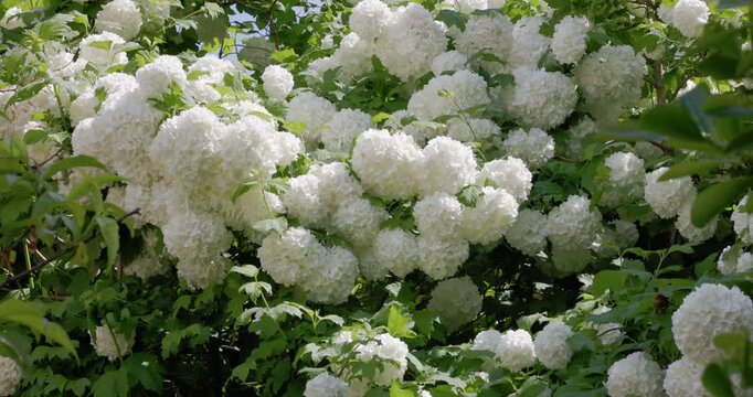 White Viburnum opulus Roseum flowers in sunny garden with lush green foliage