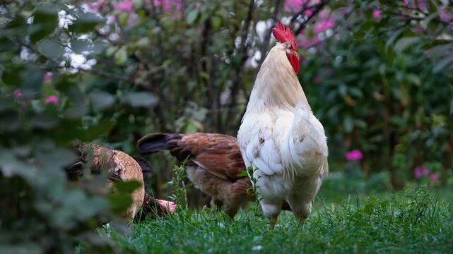 White rooster standing in a green garden with hens in the background. Natural free-range farm scene, ideal for poultry, rural life, backyard farming, animal behavior, and nature themes.