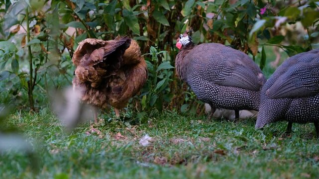 Hen and guineafowl standing together in green garden grass among leafy plants. Natural free-range farm scene ideal for poultry, rural life, backyard farming, animal behavior, and nature themes.