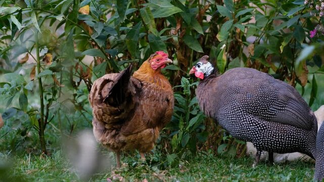 Hen and guineafowl standing together in green garden grass among leafy plants. Natural free-range farm scene ideal for poultry, rural life, backyard farming, animal behavior, and nature themes.
