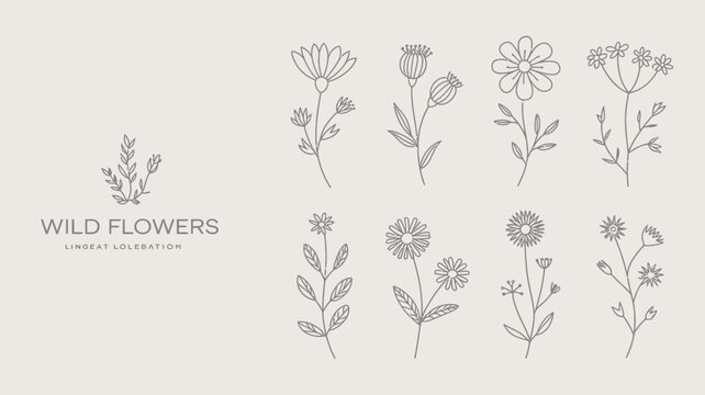 Line art floral ornament displaying various wildflower sketches on a neutral background botanical flower sketch drawing illustration vector pattern design