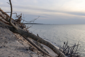 Naklejka premium Large weathered driftwood log naturally framing a colorful sunset over the Baltic Sea, vertical coastal landscape. Moody twilight coastal scenery, dark textured tree roots against a orange horizon