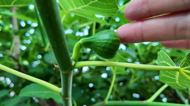 Fig Trees with Young Green Figs Growing in Home Greenhouse