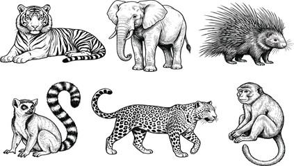 Hand drawn wild animals vector set featuring vintage sketch style elephant tiger leopard porcupine lemur and monkey © Rakib