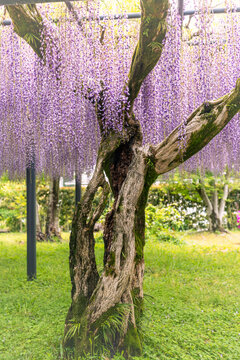 Purple wisteria tree in a garden in Japan