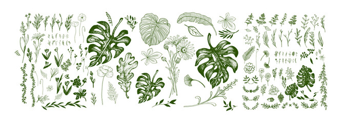 Hand Drawn Botanical Floral Foliage and Tropical Leaf PNG Elements Bundle © MdRanju