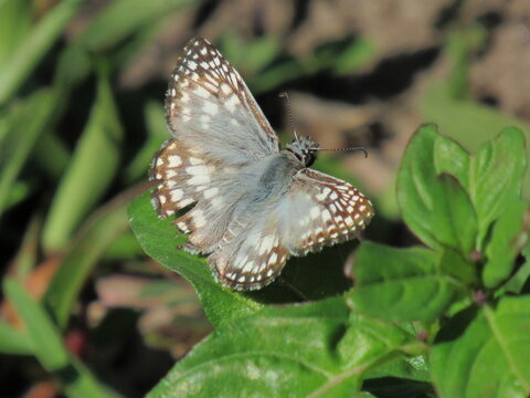 A borboleta.
