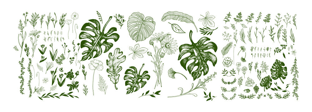 Hand Drawn Botanical Floral Foliage and Tropical Leaf PNG Elements Bundle