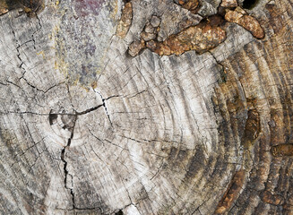 Weathered Tree Rings Texture with Cracks and Natural Wood Grain. Close-up of an aged tree stump displaying detailed growth rings, natural cracks, and weathered wood grain patterns. © aykutkarahan