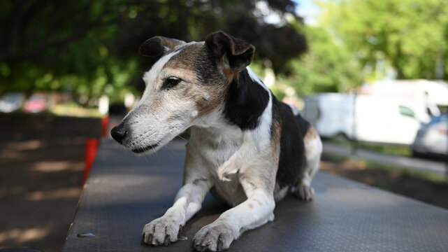 A close-up portrait of an old tricolor smooth fox terrier dog lying down and resting on an agility platform in an outdoor dog park.