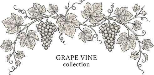 Detailed hand drawn monochrome vintage style grape vine branch with hanging bunches of ripe grapes and large leaves vector illustration
