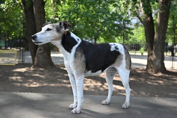 A full body side profile portrait of an old tricolor smooth fox terrier dog standing alert on an agility ramp in an outdoor dog park. © HodRia