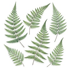 Obraz premium Close-up of green fern leaves in natural light.