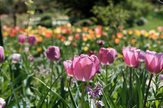 Flowering plant in Monet garden France
