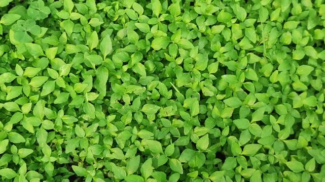 Green Groundcover Leaves Texture Carpet In Lush Garden Tropical Botanical Close Up