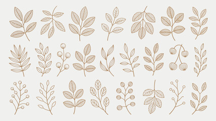 Botanical line art featuring various leaf and berry illustrations on a pale background leaves foliage flora plant plants branch © Peradox