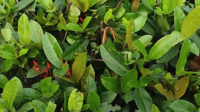 Ixora chinensis Chinese Ixora Flower Cluster Bloom Vibrant Red Tropical Garden Shrub