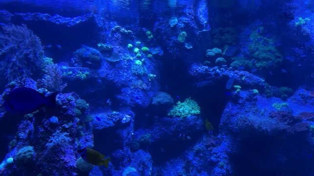 Tropical reef fish including foxface rabbitfish Siganus vulpinus and yellowtail tang Zebrasoma xanthurum swimming among coral reef habitat. Marine species native to Indo Pacific coral ecosystems and r