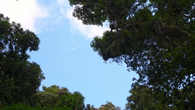 Timelapse of clouds and blue skies over a forest in Brazil