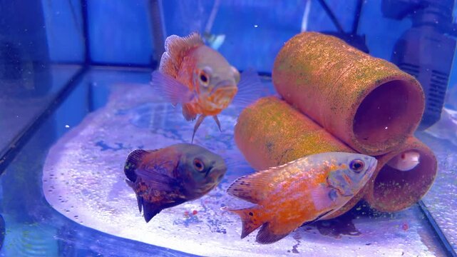  Red Spot Severum aquarium fish in fresh water tank.