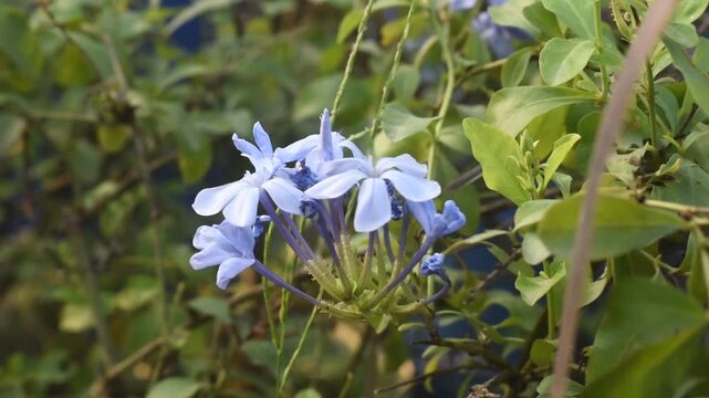 Plumbago auriculata Cape Leadwort Blue Flower Cluster Bloom In Tropical Garden Shrub