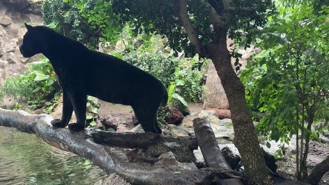 Black jaguar Panthera onca stands on tree trunk near water with Ficus benjamina foliage. Natural habitat includes Amazon rainforest and tropical forests of Central and South America.