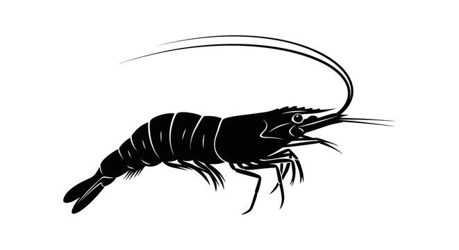 Black Shrimp Side View Illustration.