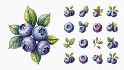 Watercolor blueberries with green leaves and individual berries on a white background illustration bilberry huckleberry vaccinium berry fruit painting © DesignHub