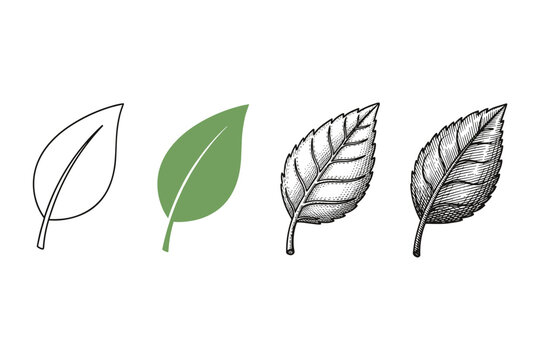 Four distinct leaf illustrations showing different styles from outline to detailed engraving