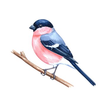 Blue and pink macaw bird perched on branch outdoors.