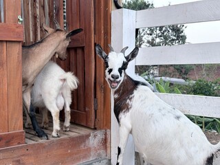 Obraz premium Expensive Breeding Goat with Baby Goat on Luxury Farm