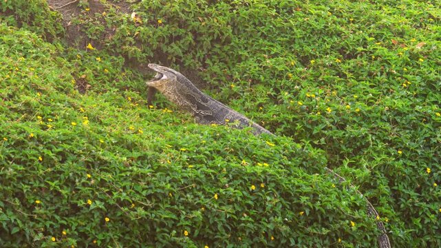 Asian water monitor lizard swallowing fish prey in lush green bushes with yellow flowers under bright daylight, medium shot