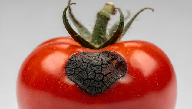 Macro Photography of Red Tomato Fruit Damaged by Blossom End Rot Disease on Gray Background