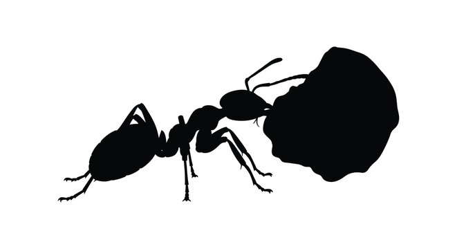 Ant Carrying Large Object Black Silhouette ants