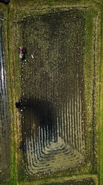 Cinematic aerial view of farmer working in Ubud rice fields &ndash; Breathtaking drone shot of traditional agriculture in warm sunrise golden hour light, beautiful Bali Indonesia landscape 4k footage