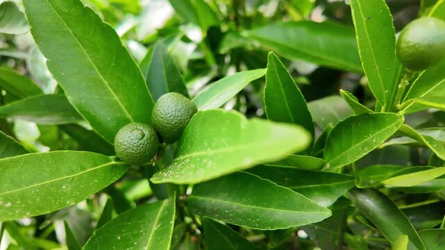 Mandarin Trees Growing in Greenhouse &ndash; Hobby Gardening and Citrus Cultivation