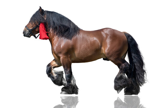 Bay draft horse on white background