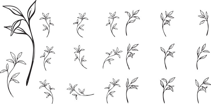 Collection of various black line drawn stems with leaves