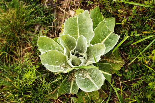 Green rosette plant growing among wild grass