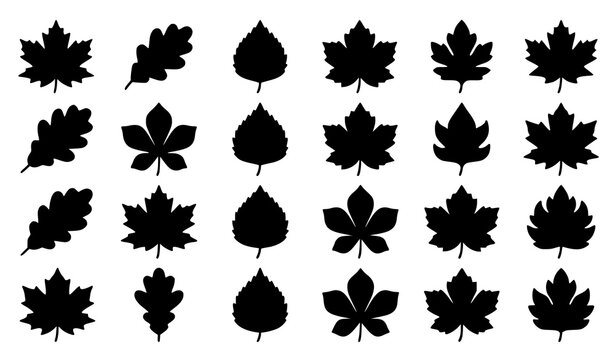 Set of various autumn maple leaves black silhouettes isolated on white vector.