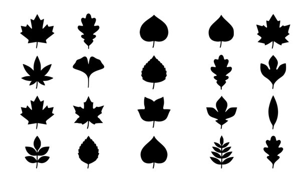 Collection of different autumn tree leaves black silhouettes pattern bundle vector.