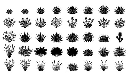 Set of various desert wild agave and cactus black silhouettes vector © Madhobe