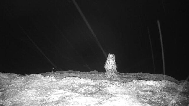 Eurasian Eagle-Owl (Bubo bubo) filmed in Spain