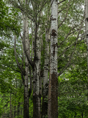Fototapeta premium Tall birch tree trunks with white bark in a green summer forest