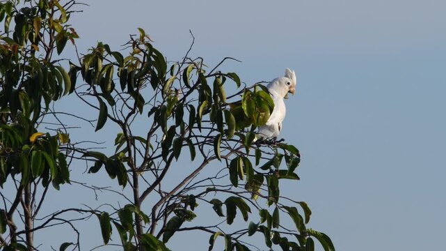White cockatoo parrot perched on green tree branch, looking around and flying away against blue sky. Medium shot in natural bright daylight.