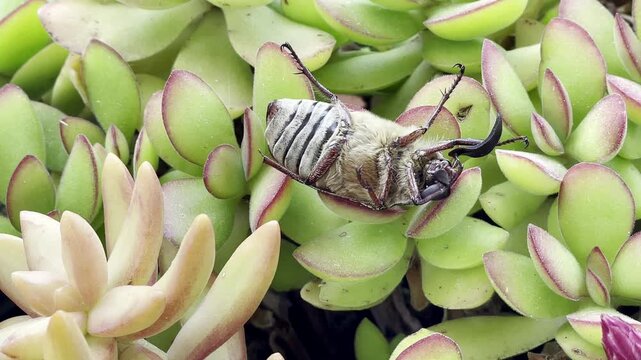 A male marbled beetle lies on its back. By squeezing its abdominal segments, it produces sounds intended to repel animals. Speed ​​0.8x. Island of Mallorca, Spain.