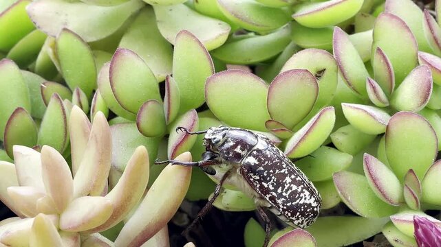 A male marbled beetle makes its way through the plants, exploring the area. Speed ​​0.6x. Majorca, Spain.